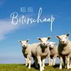 Beterschapskaarten | Kaarten Kaartje2go Beterschaap Lieve Lammetjes