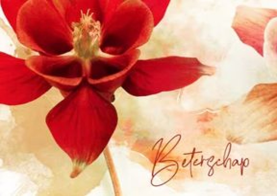 Beterschapskaarten | Kaarten Kaartje2go Beterschapskaart Orchidee Vurig Rood