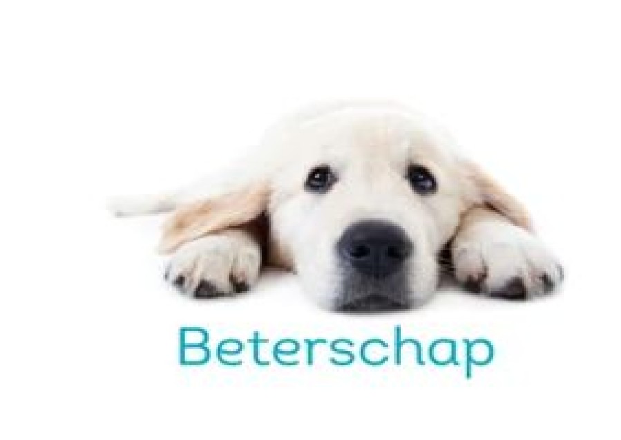 Beterschapskaarten | Kaarten Kaartje2go Kngf Geleidehond Beterschapkaart Een Opkikkertje Voor Jou