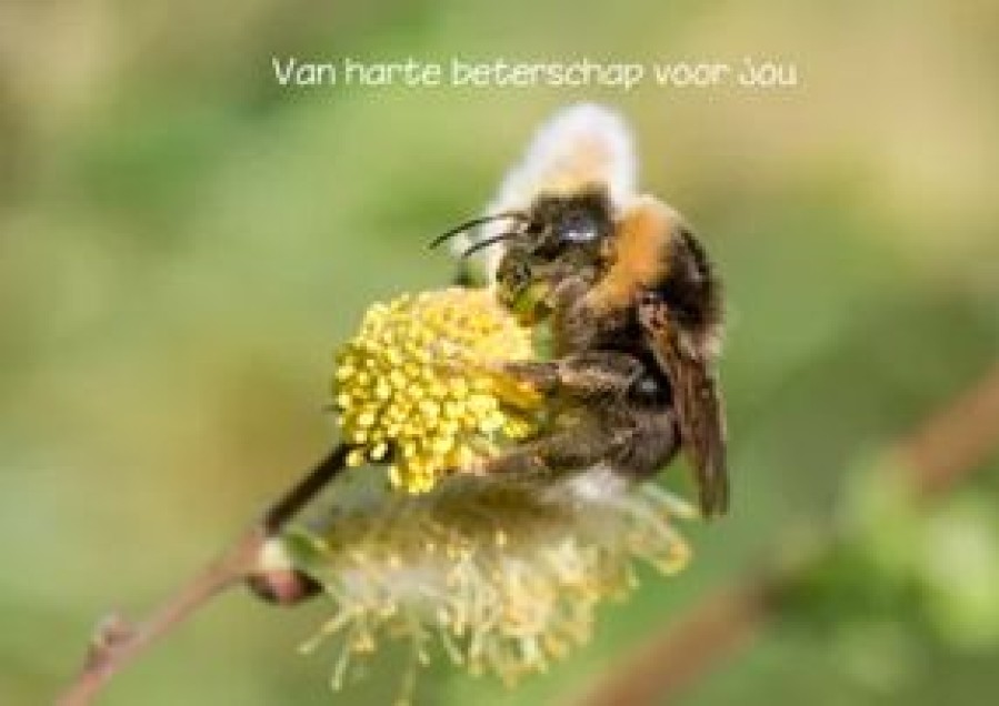 Beterschapskaarten | Kaarten Kaartje2go Dierenkaart Beterschap Vrolijke Wilgenkatjes En Een Hommel