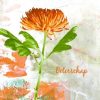 Beterschapskaarten | Kaarten Kaartje2go Beterschap Oranje Chrysant